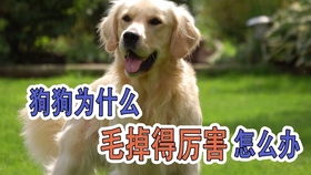 宠物狗尿是红的怎么回事