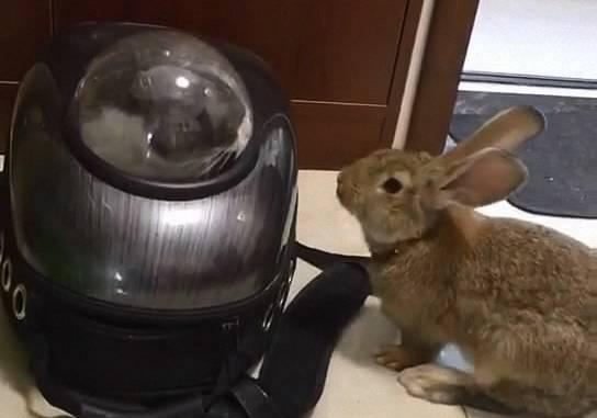 怎么买太空宠物猫呢