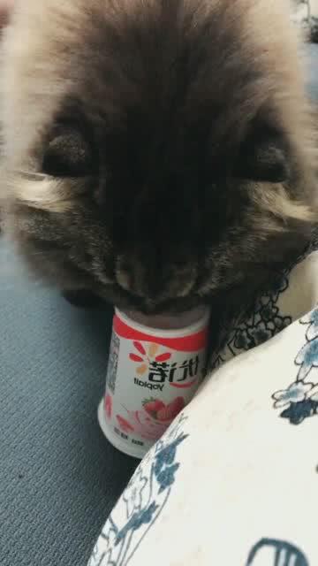 宠物猫酸奶块怎么吃