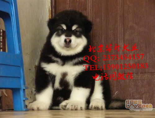 纯种阿拉斯加犬多少钱一只