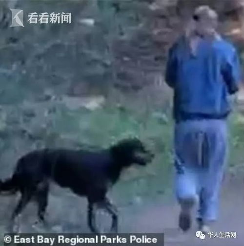 宠物狗攻击路人怎么办呢