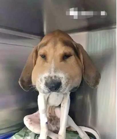 宠物狗摸腰就咬人怎么回事