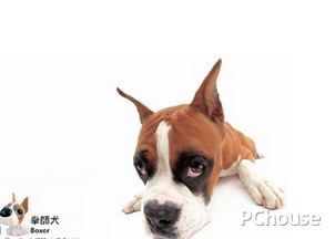 拳师犬多少钱一只
