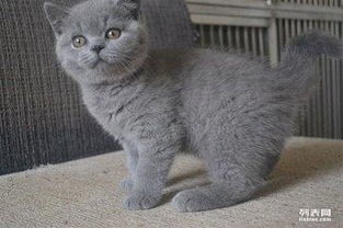宠物猫怎么挑成色的猫