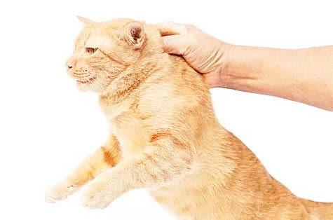 宠物猫抓脖子怎么回事儿