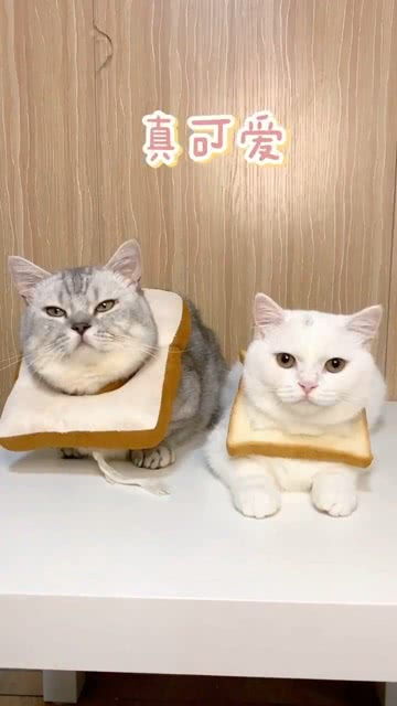 怎么手工自制小宠物猫