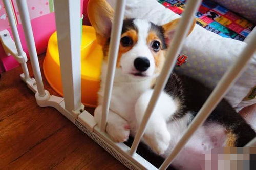 宠物狗怎么让他排便快一点