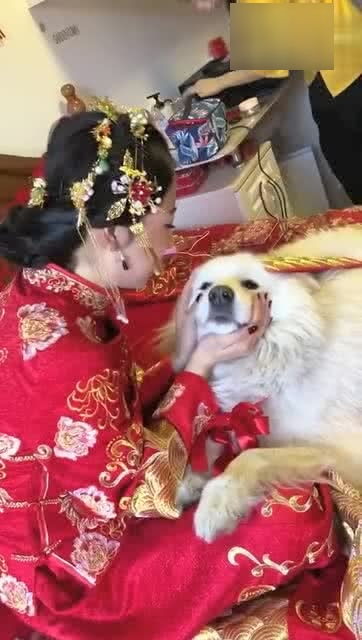 新娘的宠物狗出嫁怎么办