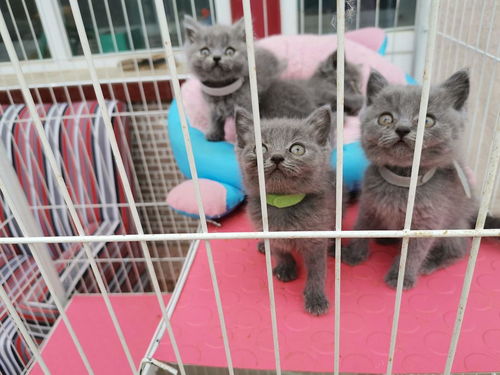 蓝猫宠物猫怎么养的