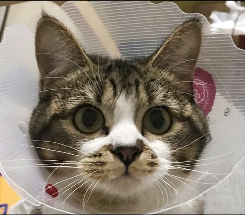 宠物猫怎么解毒