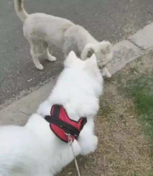遛宠物狗不牵绳会怎么样
