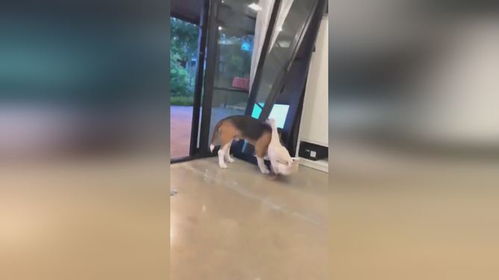 宠物狗被拐走了怎么办