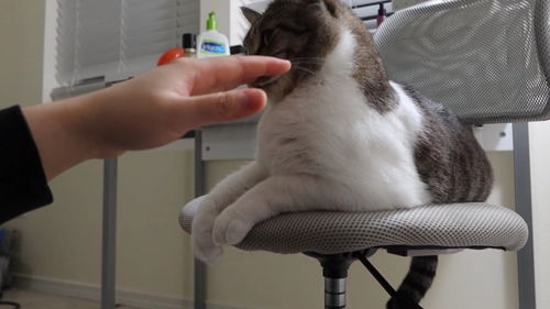 怎么逗宠物猫