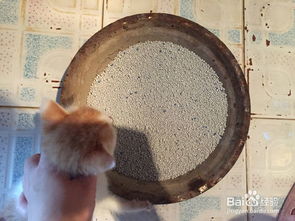 怎么教宠物猫用猫砂