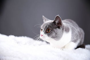 宠物猫死了怎么处理尸体