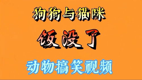 宠物狗没有米饭怎么办啊