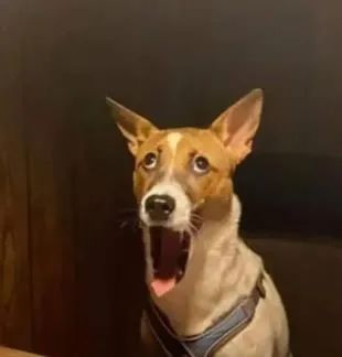 宠物狗零食怎么喂好些呢