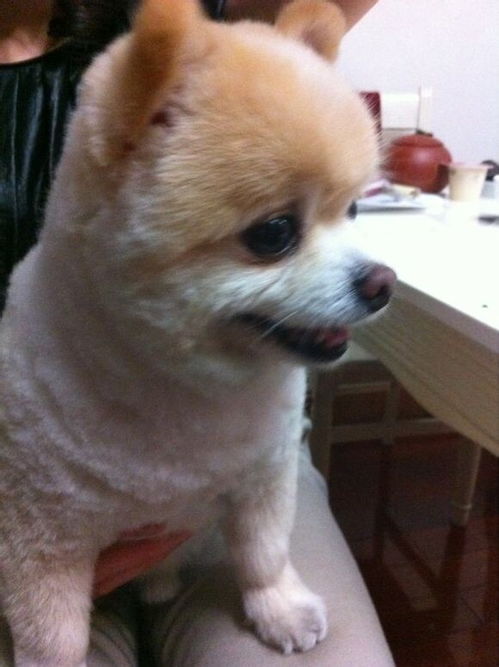 宠物狗在家怎么修毛球啊