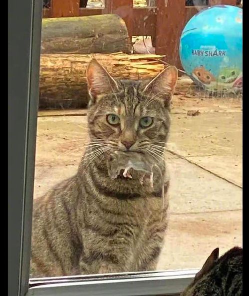 外面宠物猫怎么抓