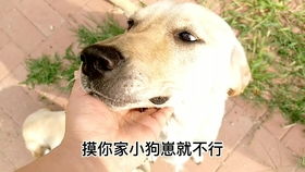 小宠物狗怎么卖的多些啊