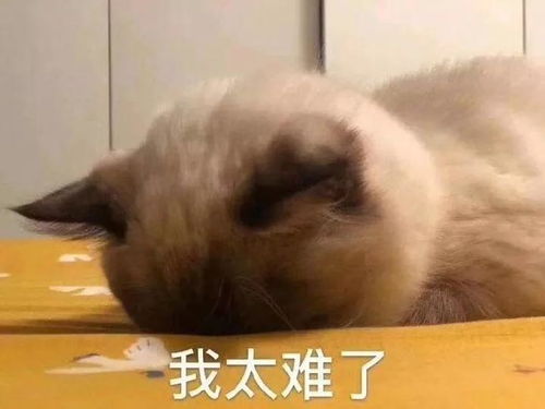 怎么买北方宠物猫狗