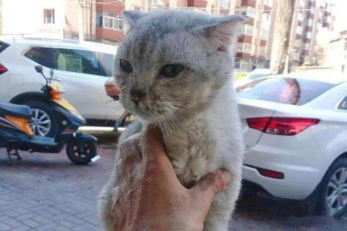 大足宠物猫丢了怎么处理