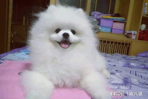 博美一个月吃多少狗粮