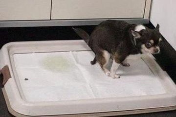 宠物狗拉屎叫怎么办啊