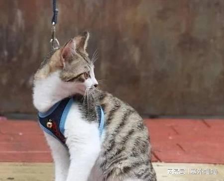 怎么快速获得宠物猫