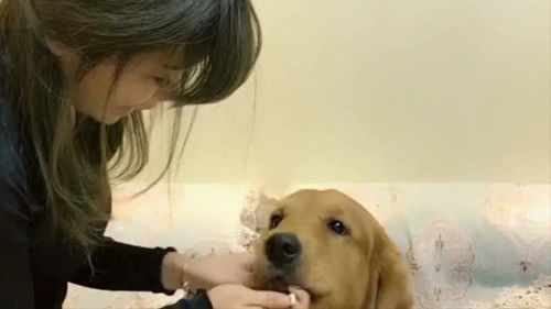怎么给宠物狗喂驱虫药