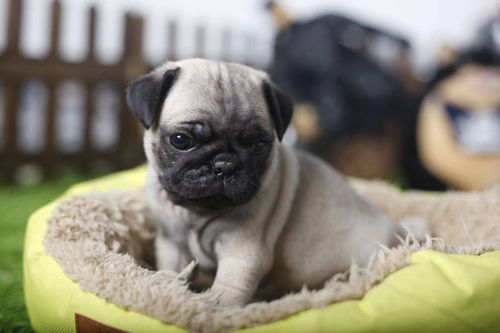 宠物狗八哥犬怎么样