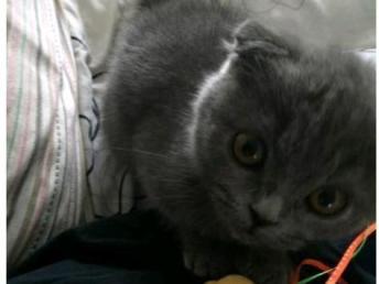 宠物猫怎么吃鲜鱼