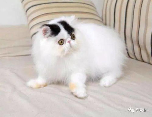 家中怎么养宠物猫