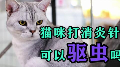 宠物猫驱虫针怎么打