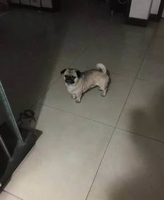宠物狗怎么验弓形虫的