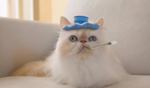 怎么预防宠物猫感冒
