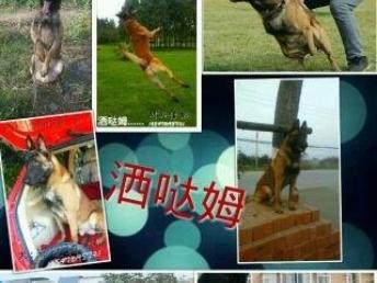 宠物狗恶马犬怎么喂养的