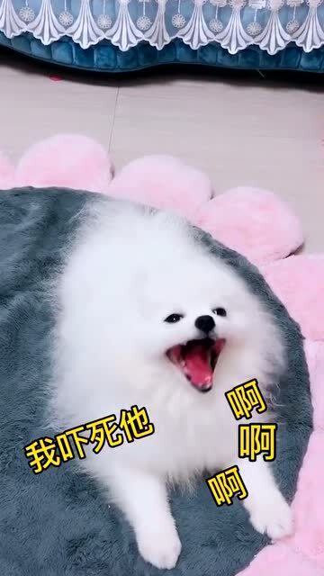 宠物狗碰到坏人怎么办呢