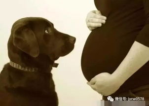 宠物狗看孕妇怎么看的