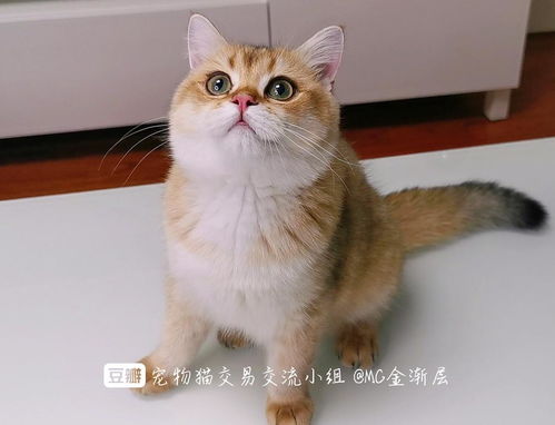 金渐层猫多少钱一只