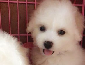 给宠物狗比熊怎么做肉