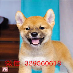 苏州柴犬价格多少