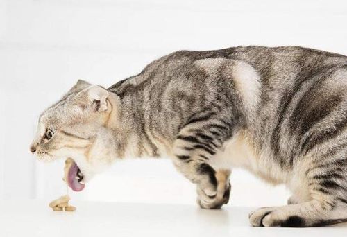 怎么快速得到宠物猫