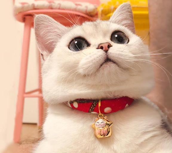 宠物猫项圈怎么戴好看