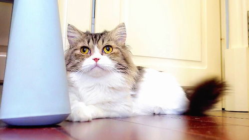 宠物猫怎么选择品种