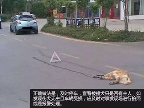 宠物狗被别人偷了怎么办