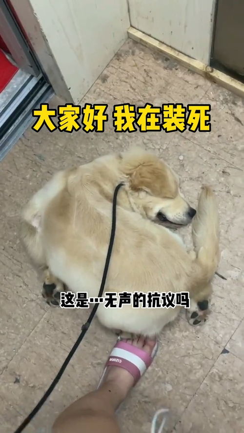 怎么在商城买宠物狗猫呢
