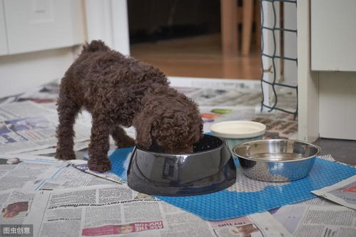 泰迪犬一顿吃多少狗粮