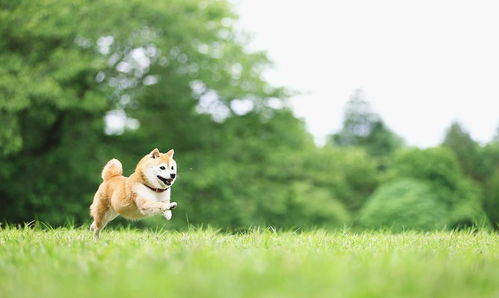 宠物狗到农村被咬怎么办
