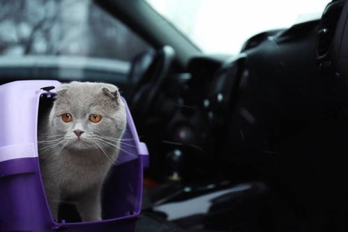 出门旅行宠物猫怎么带